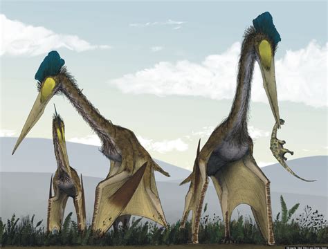 Pterosaur Runways Enabled Huge Prehistoric Flying Animal To Get