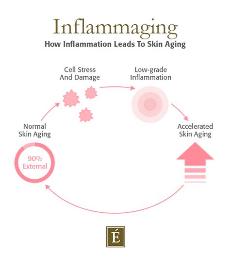 Inflammaging How Inflammation Stress Prematurely Age Your Skin