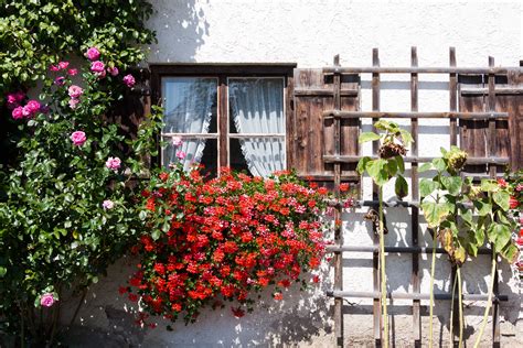 Free Images Plant Wood Atmosphere Rustic Rose Cottage Garden