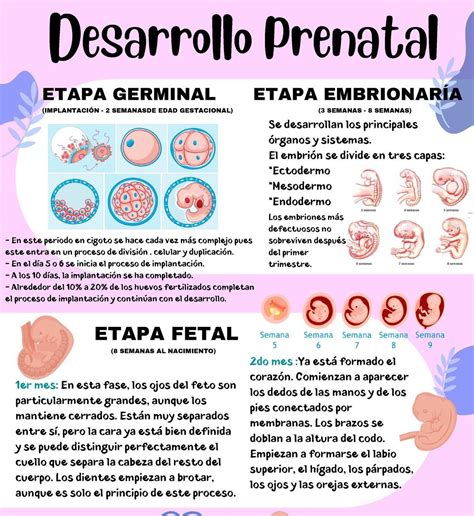 Escribe Cual Es La Etapa De Embarazo Ayuda Por Fis Brainly Lat