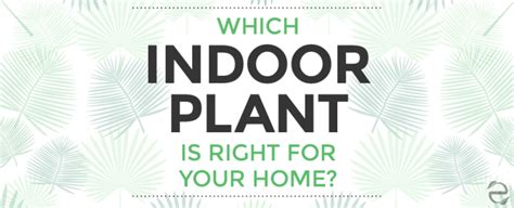 Which Indoor Plant Is Right For Your Home Infographic Ecogreenlove