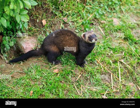 An European Polecat Stock Photo Alamy