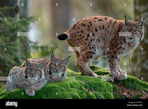 Eurasian lynx with cubs, (Lynx lynx Stock Photo - Alamy