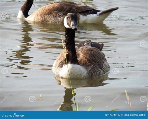 Canada Goose Family Swimming and Relaxing on the Water in the Green on ...