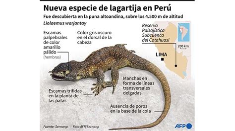 Descubren nueva especie de lagartija en Perú tras investigación con