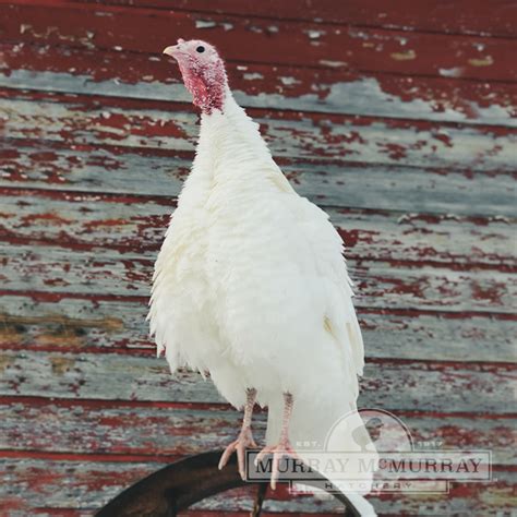 Heritage Vs Production Turkeys Murray Mcmurray Hatchery Blog