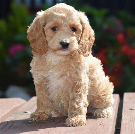 Cockapoo Puppies For Sale | Pawtucket, RI #249048