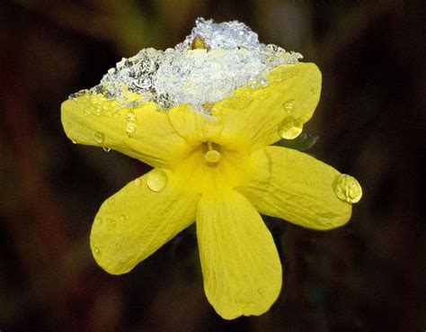 Flowering Winter Jasmine Bonsai Tree