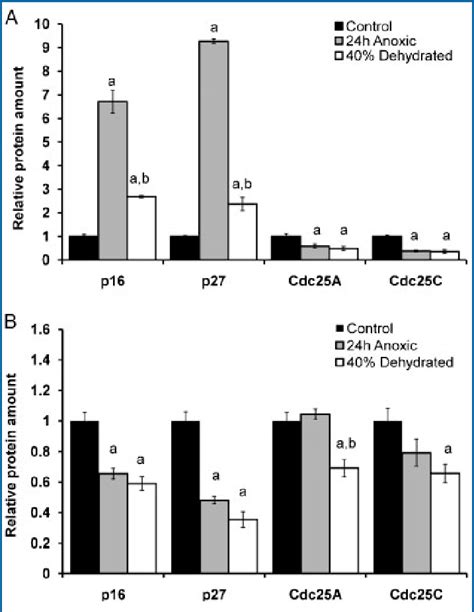 Relative Protein Expression Of Cdk Regulator Proteins In A Liver And