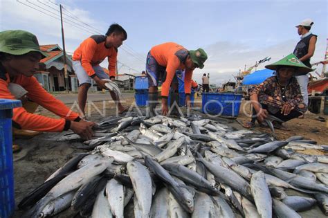 Permintaan Ikan Bandeng Meningkat Antara Foto