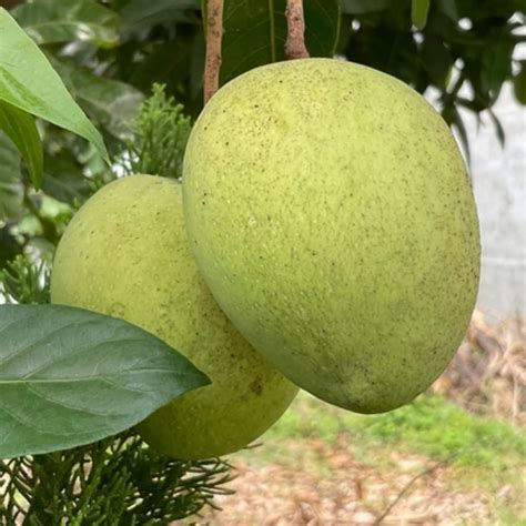 Native Earth Nursery ALPHONSO MANGO Hybrid Grafted Mango Fruit Plant