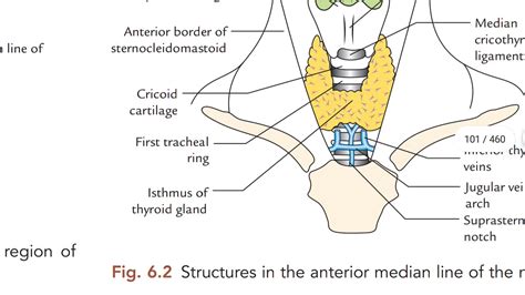 Structures In The Anterior Median Region Of The Neck Youtube