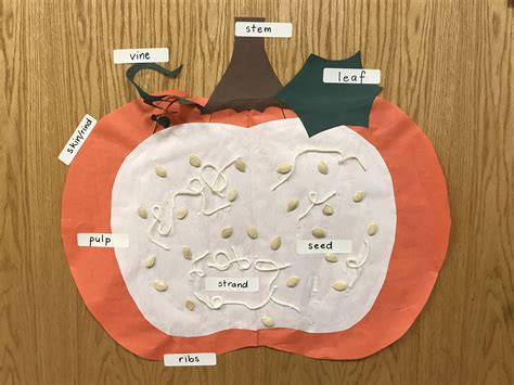 Parts Of The Pumpkin Montessori