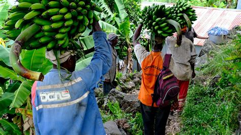 New E Course To Protect Bananas From Fusarium Wilt Disease Cgiar