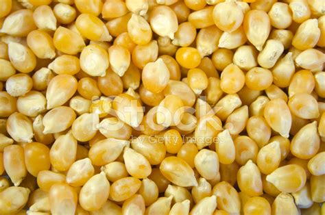 Popcorn Kernel Background Stock Photo | Royalty-Free | FreeImages