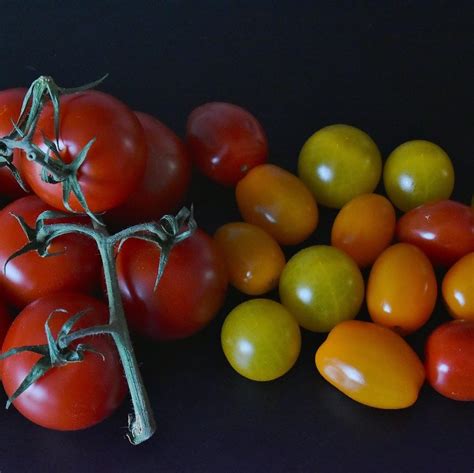 Ferme Ga A Tomate Cerise G