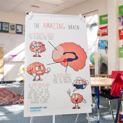 Brain Facts Poster The Amazing Brain Momentous Institute