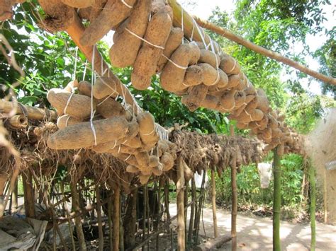 How To Start Yam Farming Guide For Beginner Farmers Farming In Nigeria
