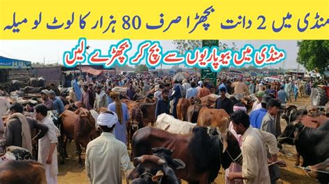 Sahiwal Cholistani Bachre Qurbani 2023 New Cow Mandi Friday Update