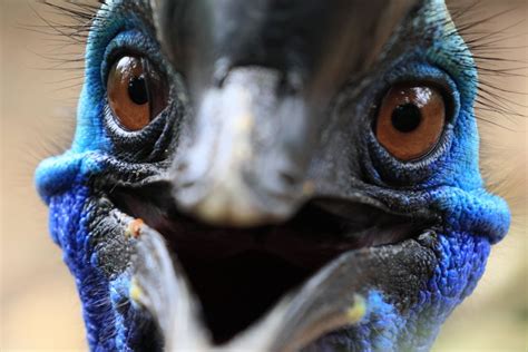 The Cassowary Bird How The World’s Most Dangerous Bird Got Its Unique Feathers Cnn