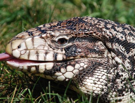 Argentine Black And White Tegu Lehigh Valley Zoo