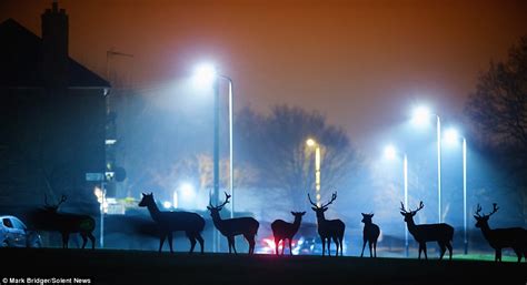 Est100 一些攝影some Photos Deer Herd Of 30 Wild Animals Roam Streets 鹿