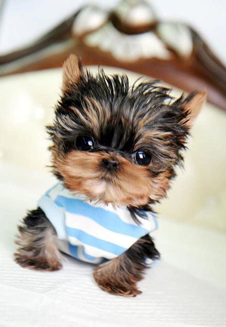 Miniature Yorkie : r/aww