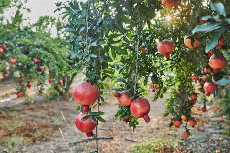 Maximizing Farmer S Income The Art Of Pomegranate Intercropping