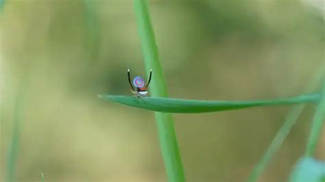 Peacock Spider - Facts, Size, Diet, Pictures - All Animal Facts