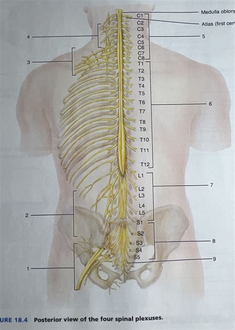 A P Final Lab Exam Spinal Nerves Diagram Quizlet