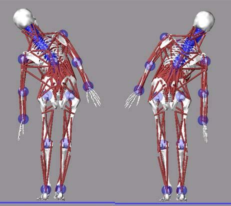 Back View Of The Complete Discretized Spine Model In Lateral Bending