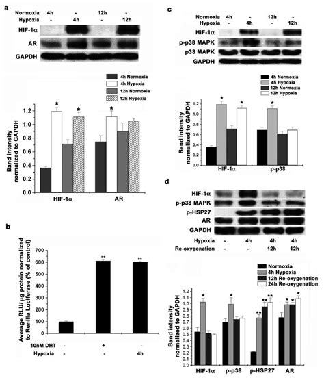 Hypoxia Reoxygenation Increases Androgen Receptor Protein Levels And Download Scientific