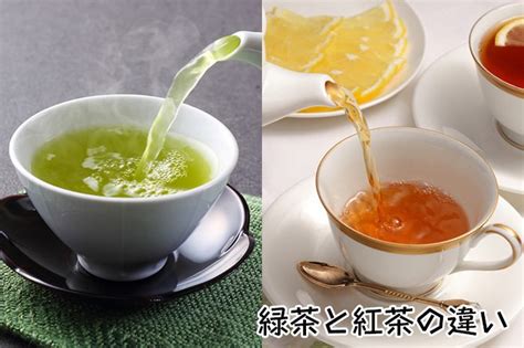 緑茶と紅茶の違いとは？烏龍茶（ウーロン茶）も同じ葉からできているの？ たべるご