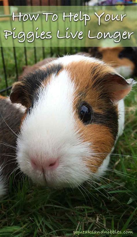 Guinea Pig Lifespan Guide How Long Do Guinea Pigs Live