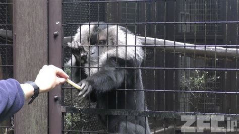 シシオザル飼育係のとっておきタイム よこはま動物園ズーラシア 2017年11月23日 ZFC jp