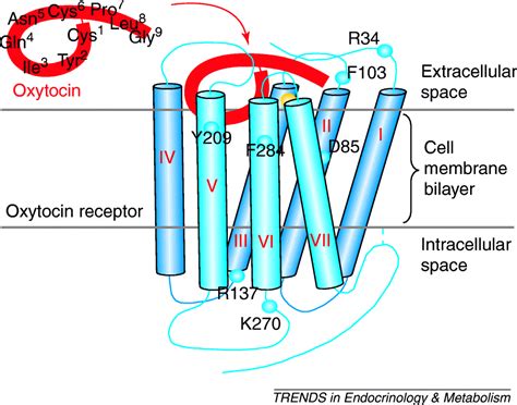 The Oxytocin Receptor Trends In Endocrinology And Metabolism