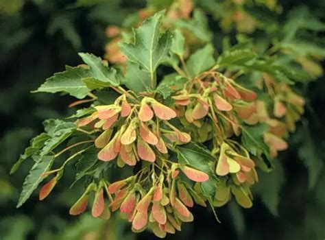 Acer tataricum ssp. ginnala 'Flame' - Common Bonsai,Hardwood - Flame ...