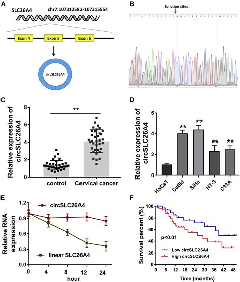 Circular Rna Circslc26a4 Accelerates Cervical Cancer Progression Via