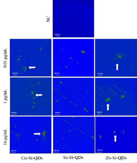 Fluorescence Emission Of Cu Si Qds Sc Si Qds And Zn Si Qds At Download Scientific Diagram