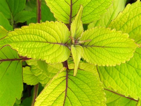 Coleus ‘stained Glassworks Big Blond Tall Coleus Varieties Plants