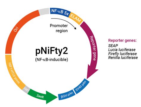 NF κB inducible reporter plasmids for PRR and cytokine studies