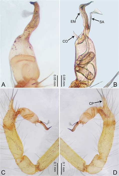 Merizocera Baoshan Sp Nov Holotype Male A Bulb Dorsal View B Bulb