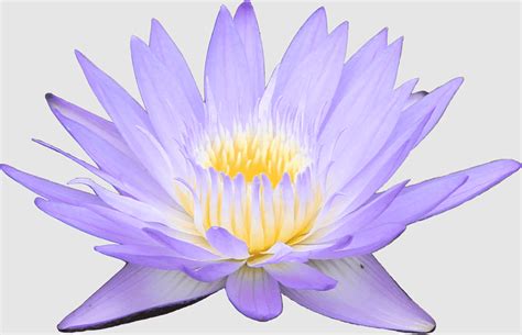 Water Color Flower Water Color Nymphaea Odorata Water Lilies Lotus