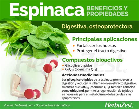 La Espinaca Es Una De Las Verduras De Hoja Verde Más Populares Del