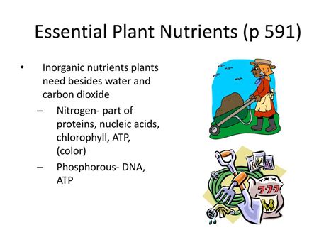 Ppt Unit 8 Plants Powerpoint Presentation Free Download Id 1724271