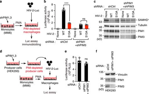 Depletion Of Pim Kinases Attenuates Anti Samhd Activity Of Vpx Ac