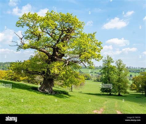 Quercus Robur Ingles Roble Fotografías E Imágenes De Alta Resolución