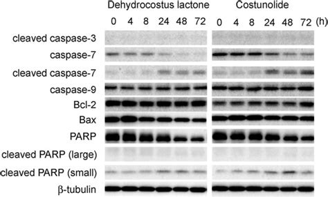 Western Blot Analysis For Apoptosis Related Proteins Imr 32 Cells Were Download Scientific