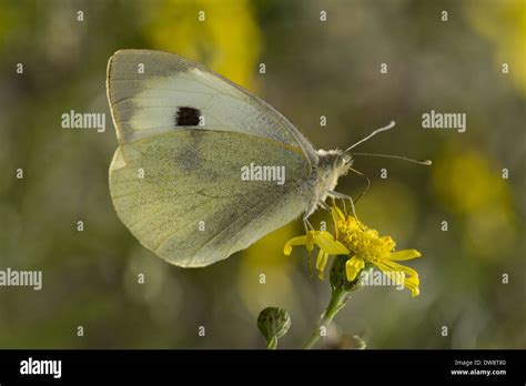 Large White Butterfly Pieris Brassicae Ssp Brassicae Adult Female