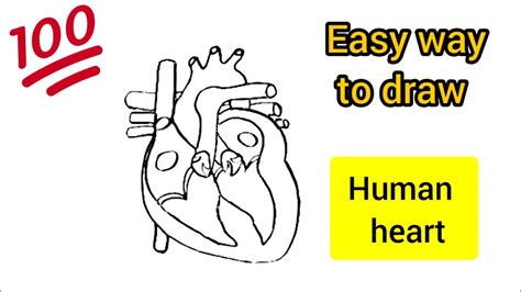 How To Draw Internal Structure Of Human Heart Step By Step Human Heart Diagram Youtube